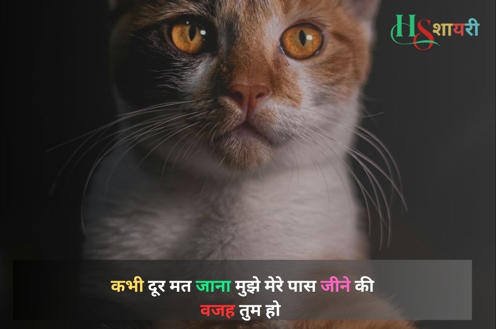 दिल की खामोशी शायरी